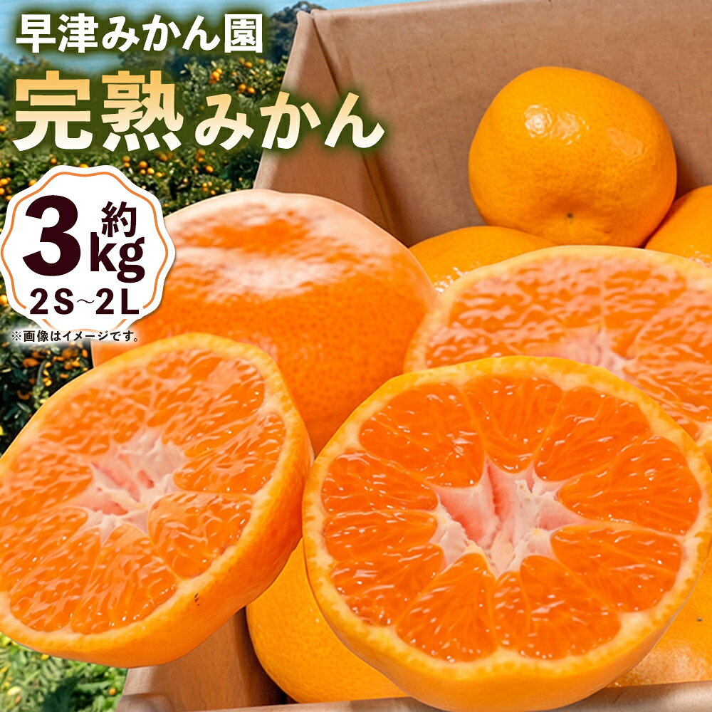 【ふるさと納税】早津みかん園の完熟みかん3kg みかん ミカン 蜜柑 たらみかん 太良みかん 温州みかん 完熟みかん 甘熟 柑橘 国産 佐賀県産 太良町 こだわり 有機栽培 産地直送 贈答品 詰め合わせ 極甘 L101x1 【2026年10月下旬～2026年11月下旬発送予定】