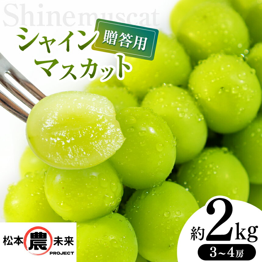 【ふるさと納税】贈答用 シャインマスカット 約2kg (3房～4房)│信州松本 果物 ぶどう シャインマスカット マスカット フルーツ ブドウ 長野県 松本市 贈答用