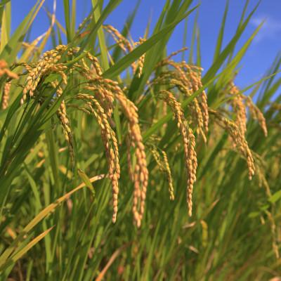 ふるさと納税 さくら市 【令和7年産新米】栃木県産とちぎの星 精米5kg 栃木県共通返礼品・栃木県産 |  | 03
