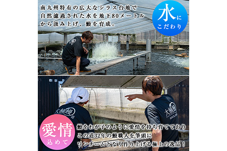 うなぎの大楠＜大＞2尾セット計300g(150g×2) うなぎ 鰻 ウナギ 2尾 国産 九州産 蒲焼き かばやき 冷凍 うな重 ひつまぶし タレ 山椒 真空パック ランキング 人気 a5-244
