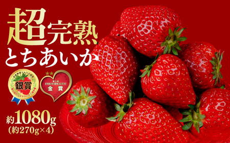 【先行受付：2月中旬以降発送】いちご 鈴木ファームの完熟＆朝採り とちあいか レギュラーサイズ 約270g × 4パック 合計1080g 