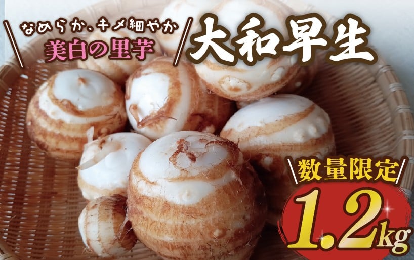 
             里芋 「大和早生 」 新鮮 採りたて 1.2kg  栽培期間中農薬不使用 希少さといも サトイモ 芋 イモ いも 特産品 野菜 つぐちゃん畑 新潟 新潟県 新発田産 新発田市 tsuguchan007
          