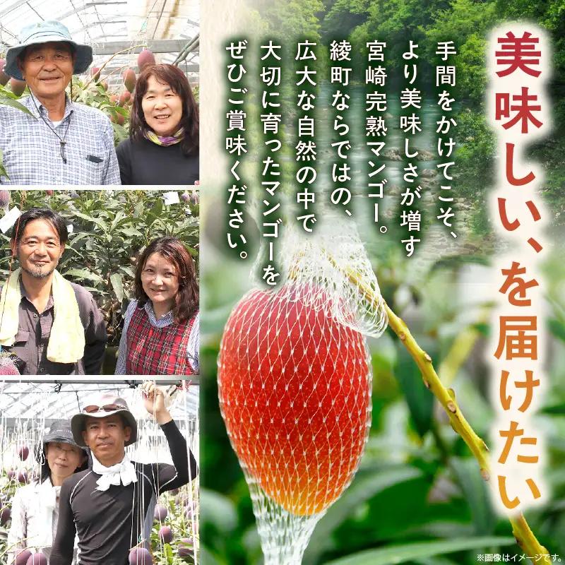 【先行予約/数量限定】完熟マンゴー ３L～４L×２玉（パック）宮崎県産 濃厚 高級 果物 フルーツ 贈答 ギフト 完熟マンゴー マンゴー  【JA綾町】_A0114-2301