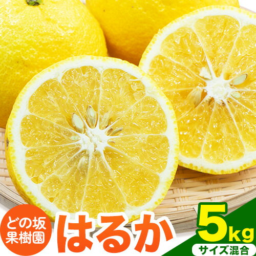 【ふるさと納税】みかん はるか 約 5kg サイズ混合 どの坂果樹園《3月上旬-5月下旬頃出荷》 和歌山県 日高川町 はるか 旬 柑橘 フルーツ 果物