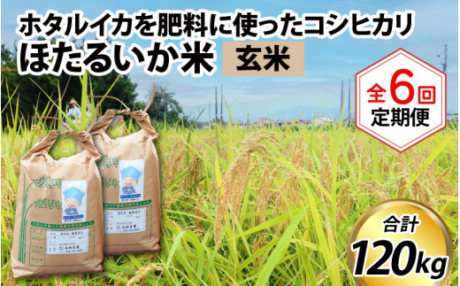 ほたるいか米（玄米20kg）×6回 計120kg【6ヶ月定期便】