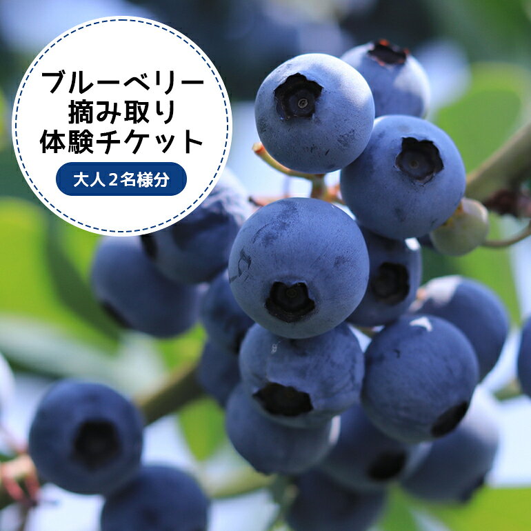 【ふるさと納税】ブルーベリー狩り体験チケット（大人2名様分）ブルーベリー ブルーベリー狩り フルーツ 果物 フルーツ狩り チケット 体験 ジュース ビタミンE アントシアニン ギフト 贈り物 茨城県産 人気 プレゼント 楽しい 季節 農園 果物狩り 9−Q