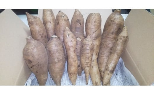 北海道生ヤーコン3kg【2026年10月上旬より順次発送予定】 ヤーコン 野菜 根菜 オリゴ糖 北海道 北広島市
