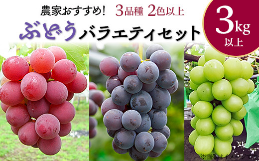 
            農家おすすめ！ぶどうバラエティセット約3kg（3品種2色以上）【2025年8月中旬～10月にかけて発送予定】
          