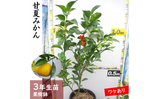 《訳あり》3年生苗◇柑橘類 甘夏みかん[果樹鉢 2022年]　※北海道・沖縄・離島への配送不可