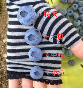 3903 信州産 新鮮朝摘み 生ブルーベリー（チャンドラー特大・大粒）1kg