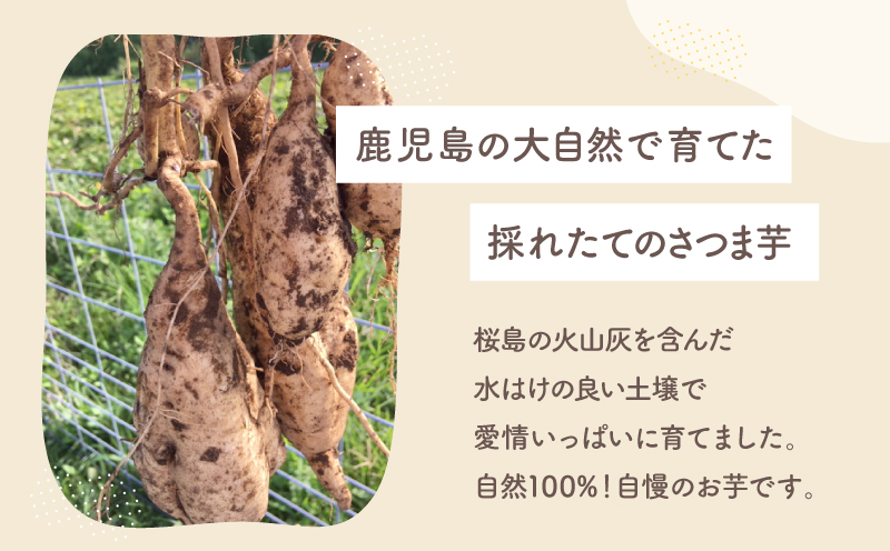 おいもや 芋かりんとう（160g）　KN091-006-05
