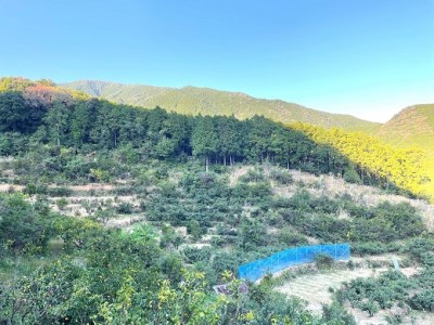 【2026年4月よりお届け！】先行予約【アタシカ果樹】 熊野新鹿産カラマンダリン（３kg）