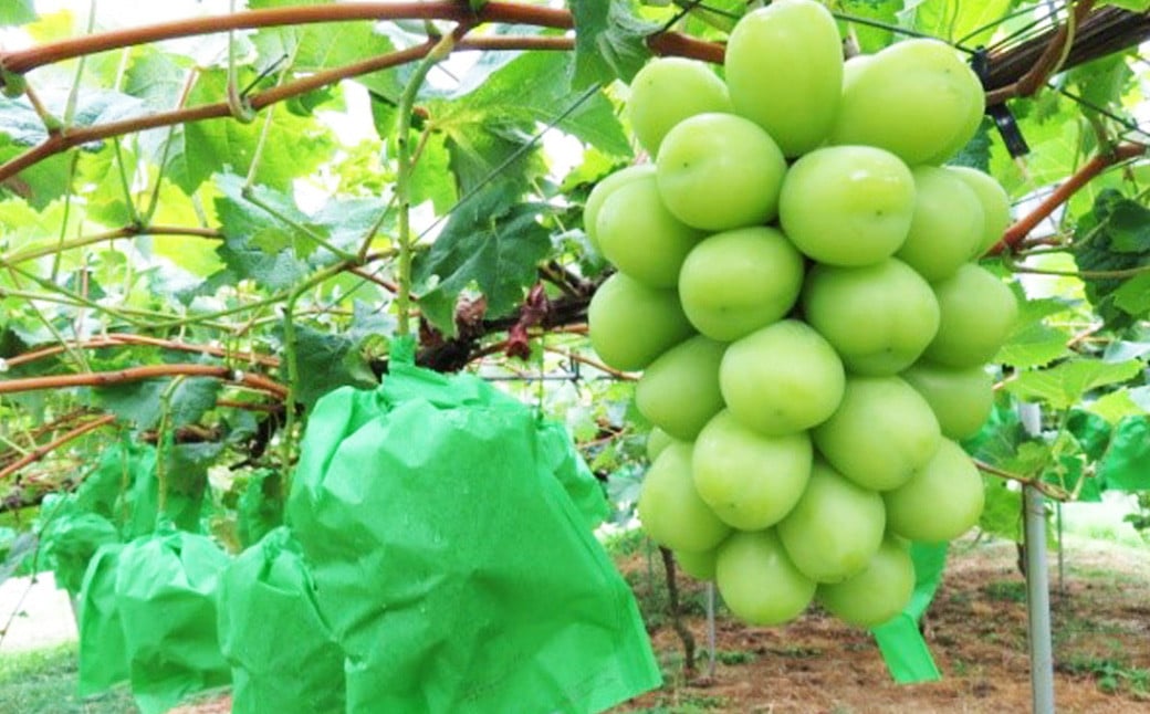 内子町産 シャインマスカット ムジ 3～5房入 約2kg