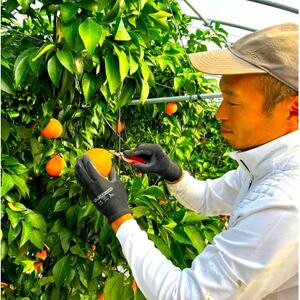 【贈答用】シュガーファームのハウスまどんな4kg【1643725】