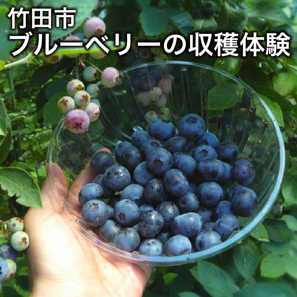 【ふるさと納税】【1組5名まで】～自然豊かな久住高原で育ったブルーベリーの収穫体験～収穫ブルーベリーのお土産付き！【体験期間：毎年6月下旬～8月下旬】 チケット 1枚 くだもの 果物 果実 フルーツ 農業体験 畑 農園 自然 観光 施設利用券 国産 大分県 竹田市 送料無料