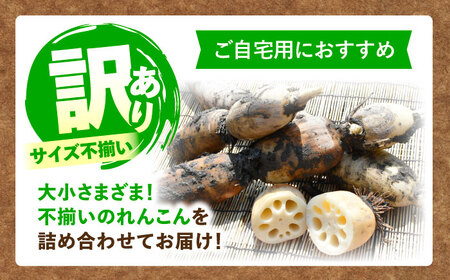 訳あり 泥付きれんこん 5kg (常温) 野菜 レンコン 愛西市 / JAあいち海部れんこんセンター 【配送不可地域：北海道・沖縄・離島】[AEDK001]