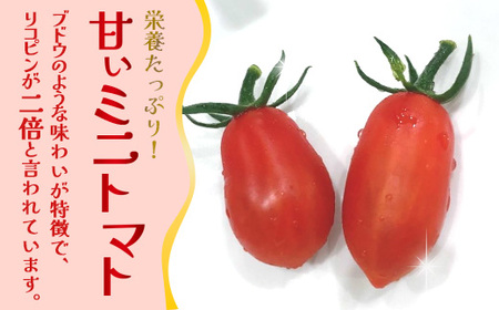 《期間限定》田淵さんちの美味しい ミニトマト シュガープラム（約1,400g）GP-2｜鹿児島県 南大隅 産地直送 旬 とまと トマト ミニトマト リコピン 完熟 甘い 高糖度 野菜 やさい 送料無料