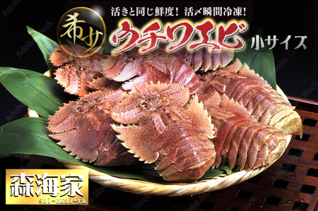 【ふるさと納税】ウチワエビ(小) 天然ほんまもん！ 500g(6~7匹前後) 国産 東洋町産 天然 新鮮 海鮮 刺身 焼き ボイル 四国 お取り寄せ お祝い 記念日 贈り物 送料無料 [S243] 【株式会社森海家】