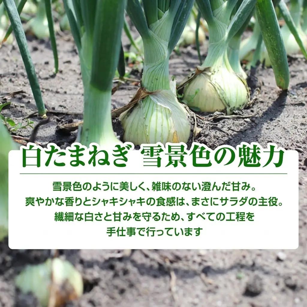玉ねぎ 富良野産 白玉ねぎ 雪景色II 玉ねぎ【約5kg 約15〜25玉】