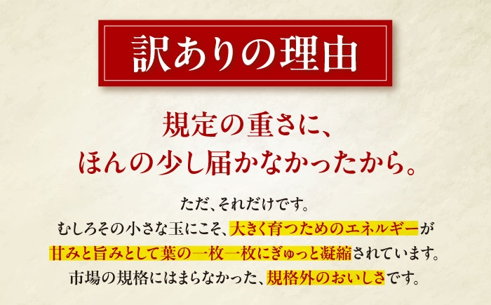 白菜　野菜　冬野菜　旬の野菜　国産　産地直送　農産物　旬野菜　国産野菜　農家　季節のお野菜　新鮮 採れたて 旬 お野菜