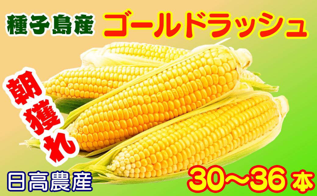 
                  【 先行予約 】  種子島 産 朝どれ とうもろこし (30～36本)　NFN320【550pt】 ゴールドラッシュ トウモロコシ 人気 期間限定 朝獲れ 新鮮 数量限定 甘み 柔らかい ジューシー 冷蔵便 
                