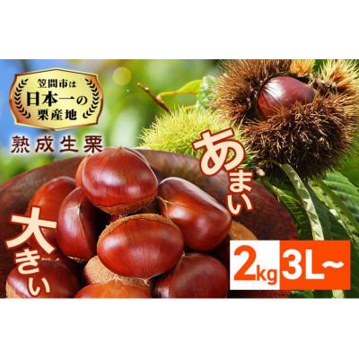 ふるさと納税 笠間市 【2026年先行予約】熟成生栗 栗 2kg 3L 数量限定 国産和栗 農産物直売所すわ