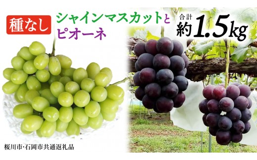 
                  シャインマスカットとピオーネ（種なし）約1.5kg（計2～3房）ご家庭用 (桜川市・石岡市共通返礼品) 数量限定 ぶどう ブドウ 果物 フルーツ 旬 人気 産直 採れたて 新鮮 国産 産地直送 茨城県 [FB019sa]
                