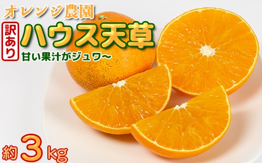 【年内発送】【訳あり・規格外品】九州のオレンジ「ハウス天草」約3～3.3kg みかん ミカン オレンジ 訳あり 先行予約 柑橘類 11月 12月 ＜114-003_5＞