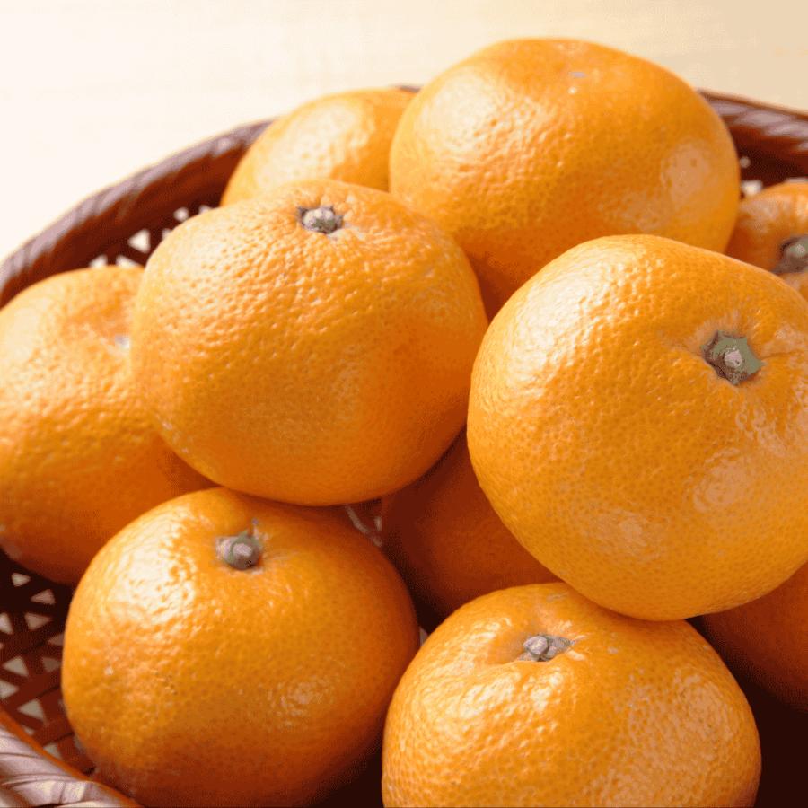 【もったいない！を食べよう】＜木負観光みかん園＞青島みかん5kg