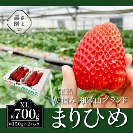 先行受付　大粒まりひめイチゴ　朝摘　6個～11個入×2パック【配送不可地域：離島】【1616658】