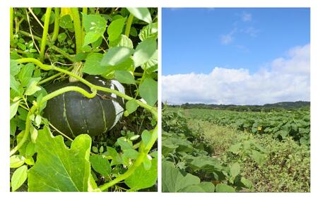 ＜2024年9月初旬よりお届け＞【農園直送】清水農園のかぼちゃ(甘旨）約10kg (4～6玉) 【 ふるさと納税 人気 おすすめ ランキング かぼちゃ カボチャ 南瓜 野菜 甘い ほくほく しっとり北
