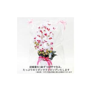 造花 シルクフラワーの胡蝶蘭の鉢植 5本立 CT触媒 ホワイトオーキッド ／ お花 コチョウラン 埼玉県
