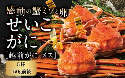 【冷蔵発送】越前がに（メス）「せいこがに」150g前後 × 5杯