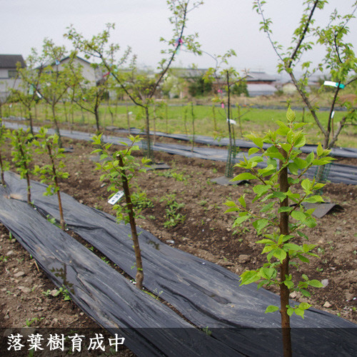 ＜すだ農園＞2年生苗◇ウメ(実梅)鶯宿(おうしゅく)