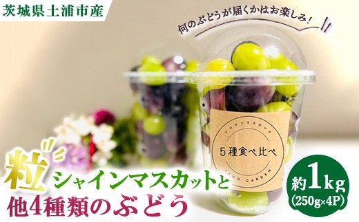 シャインマスカットと他4種類のぶどう（粒）約1.0kg（250g×4P）　※離島への配送不可　※2025年9月中旬～10月下旬頃に順次発送予定