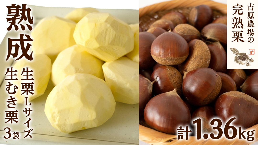 
            【 吉原農場 の 完熟栗 】 熟成 生栗 1kg Lサイズ ・ 生むき栗 3袋 セット 令和7年産 完熟 栗 くり クリ 栗ごはん 贈答 ギフト 果物 フルーツ 数量限定 旬 秋 冬 正月 おせち [CX010ci]
          