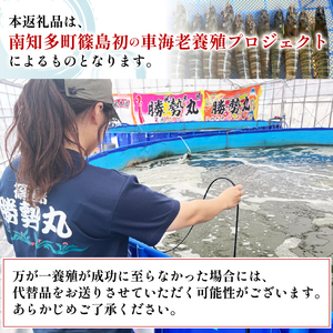 先行予約 活車海老 約200g 指定日必須