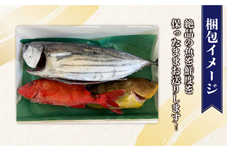 旬の地魚セット2kg（ウロコ・エラ・内臓処理済）鮮魚 魚介 刺身 五島市 / 五島FF [PBJ009]