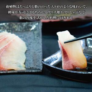 活じめ！神経抜き！ぶりフィレ半身1枚 | 鮮魚 刺身 お刺身 お刺し身 魚介 海の幸 冷蔵 ブリ 鰤 ぶり 愛媛県 松山市【KHN0031】