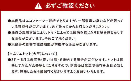 【 食べ比べ 】ソムリエ トマト1.3kg と ソムリエ ミニトマト プラチナ500g とダイヤ 500g の セット 合計 2.3kg 3種 とまと 野菜 やさい 熊本県産 国産  【2026年2月