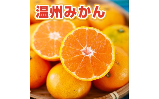 温州みかん 約5kg 114-B1007