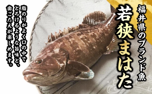 【着日指定可能】【冷蔵でお届け】若狭まはた刺身と姿煮のセット2人前   小浜市 / 若狭ふぐの宿 下亟 【配送不可地域：北海道・沖縄・離島】  [BFAF018] 