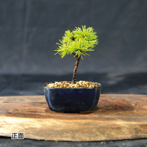 赤石の泉 赤石五葉松（鉢植え） F-153