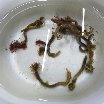 ふるさと納税 山田町 釣り エサ 用 塩 エラコ 100g×1パック |  | 02