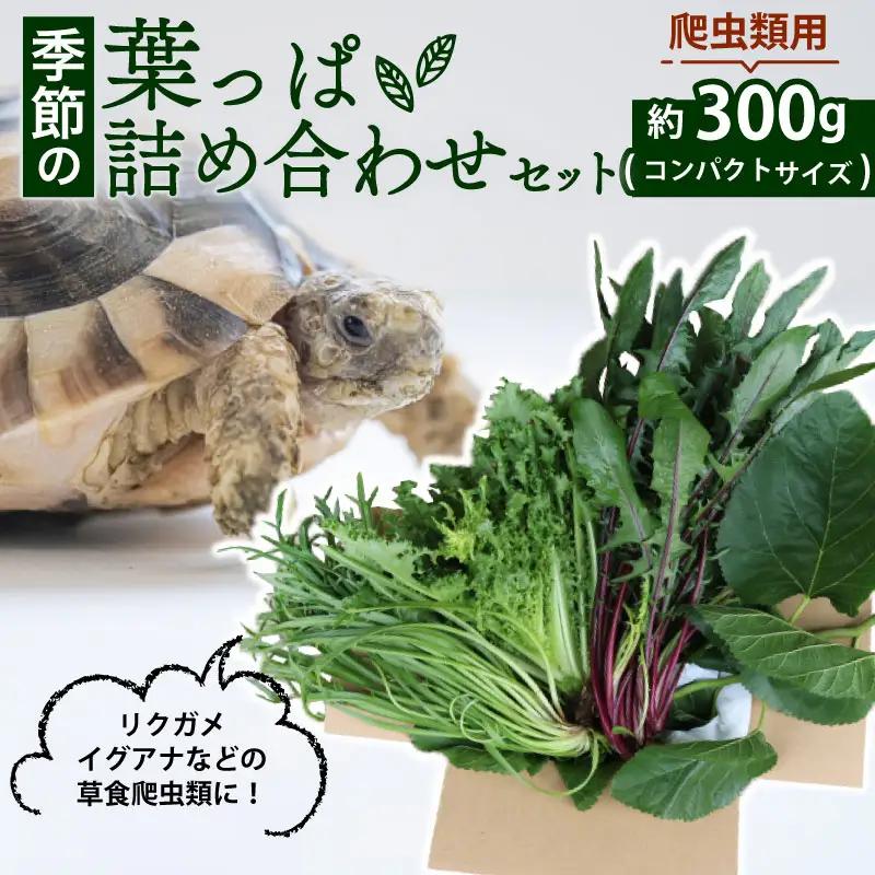 【爬虫類用】 季節の葉っぱ詰め合わせ セット 約 300g 葉