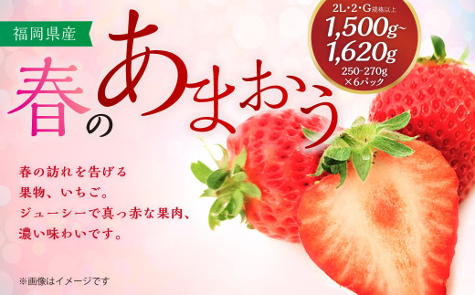 春のあまおう(2L・2A・G規格以上 6パック)【数量限定】 あまおう いちご イチゴ 苺 果物 くだもの フルーツ'【2027年3月上旬～4月下旬発送予定】