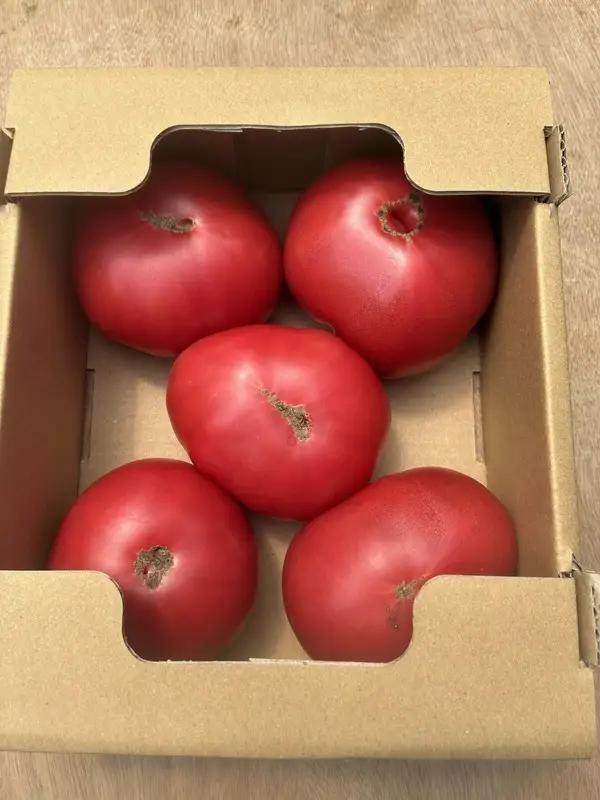 【訳あり】【R8年12月順次発送】大玉トマトりんか 1kg | 岐阜県 北方町
