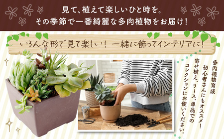【初心者におすすめ】多肉植物の小苗１０本セット（１０種類アソート） _sh005