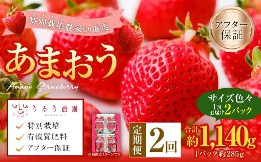 【2回定期便】 うるう農園のあまおう サイズ色々2パック（計約570g） 【2027年3月上旬～4月下旬発送予定】 あまおう いちご 苺 果物 フルーツ 定期便 冷蔵 福岡県 太宰府