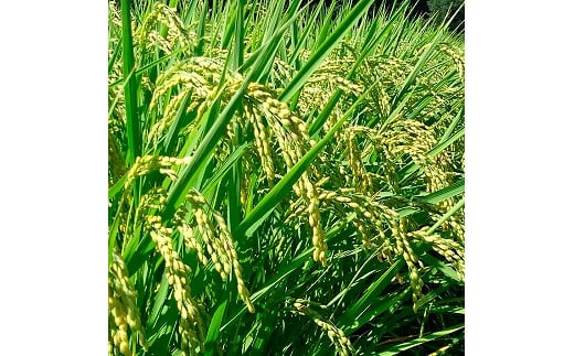 信州産コシヒカリ「桃つや米」５㎏